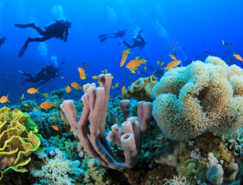 Sharm El sheikh One Day Diving Course