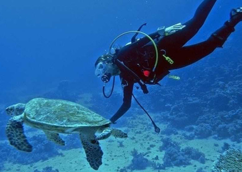 Sharm El shei kh One Day Diving