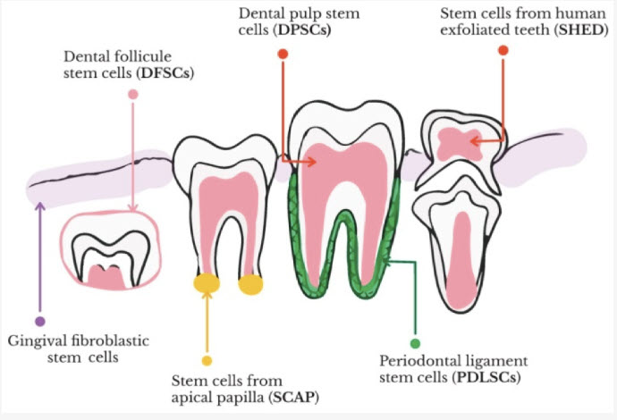 Five Dental Stem Cells