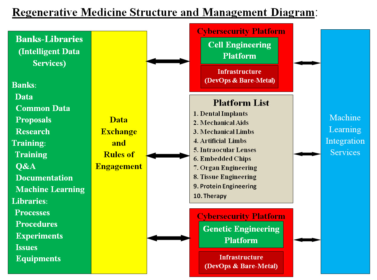 Regen Med Structure Management Diagramg