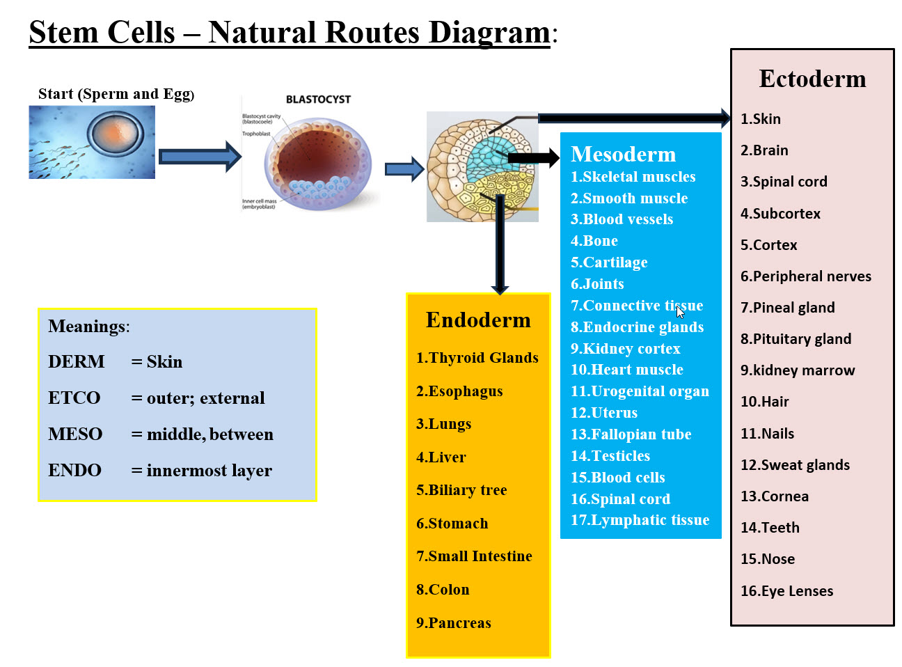 Stem Cells Routes Diagram