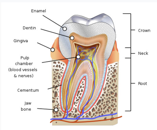 Tooth Internal Structure Image
